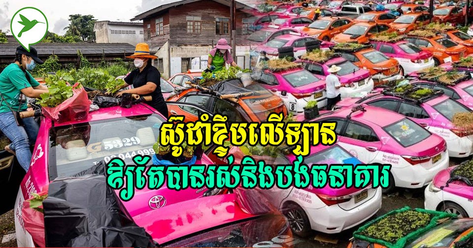 អត់លុយបង់ធនាគារ! ជំនួសឱ្យការទុកចោល ថៃនាំគ្នាដាំខ្ទឹម ដាំបន្លែលើឡានដើម្បីជីវភាព សុខភាព